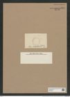 Melosira sulcata var. hexagona Grun. (de-Toni-Nr.: Genus 213, Species 5403) Zeichnungen Sammlung Grunow Nr. 9291 (NHMW-BOT-W0379091)